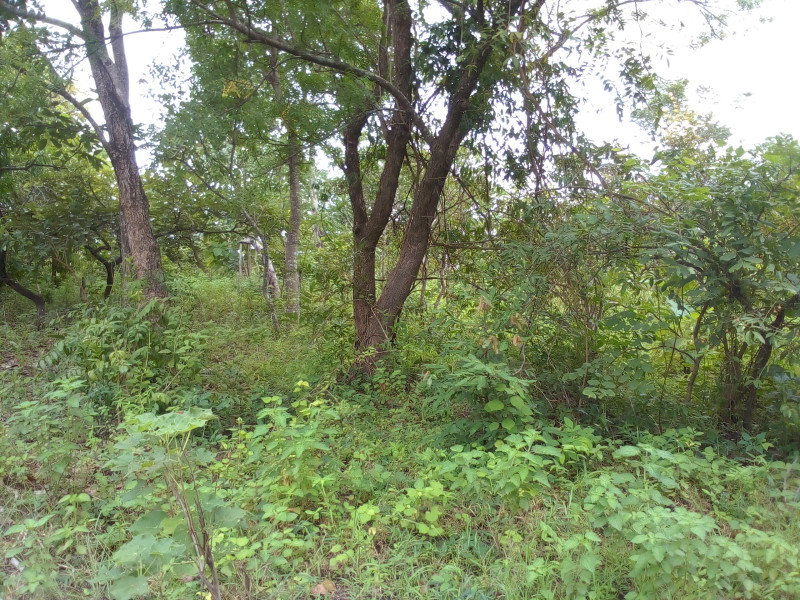 Domaine de 15ha avec ADC à Tchatchou 