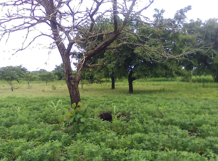 Terre agricole de 2ha à Toukossari 