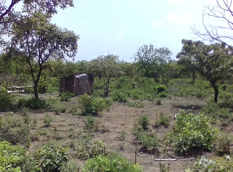Domaine agricole de 2ha à Toukosari/Tchaourou