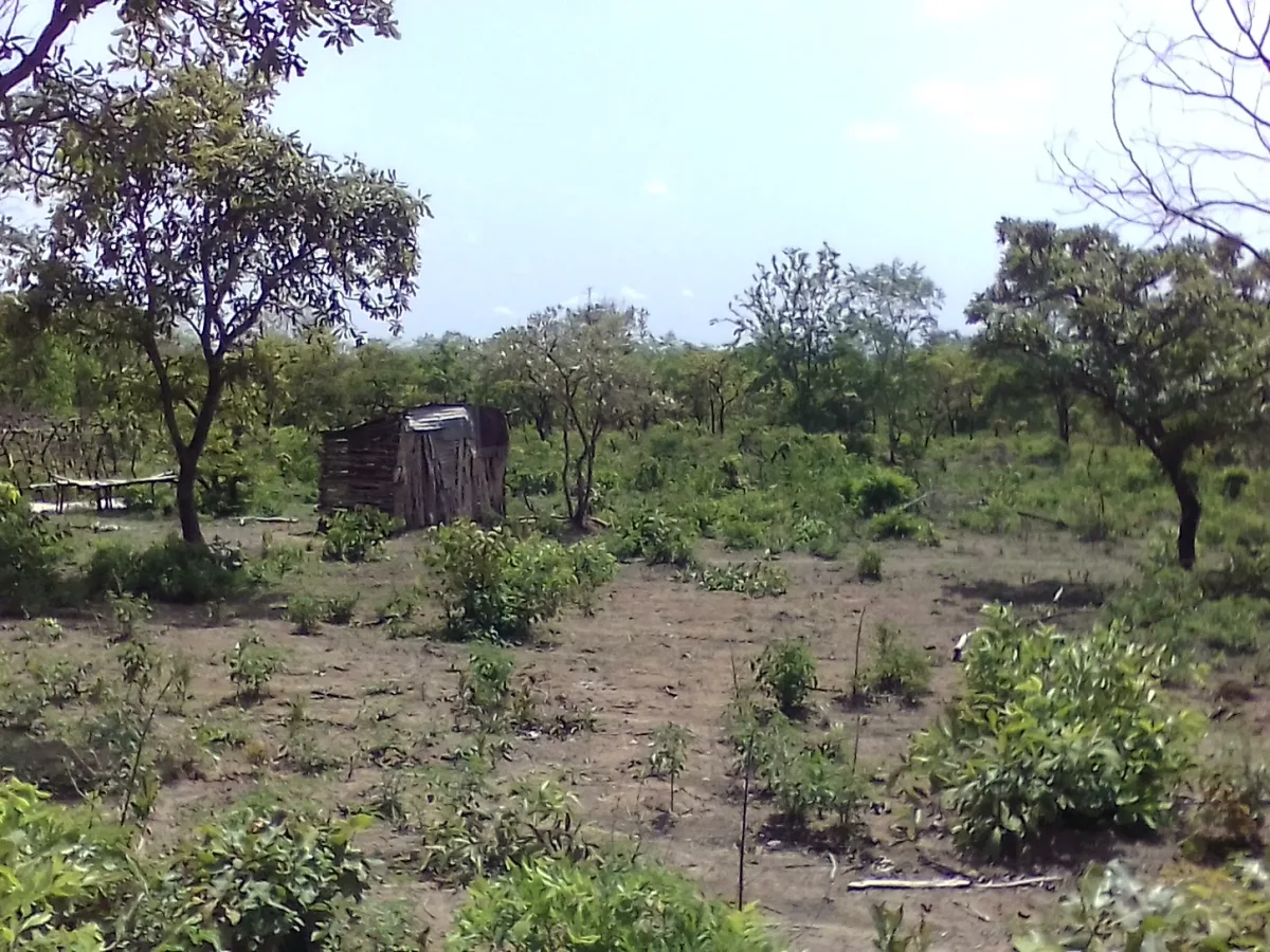 Domaine agricole de 2ha à Toukosari/Tchaourou