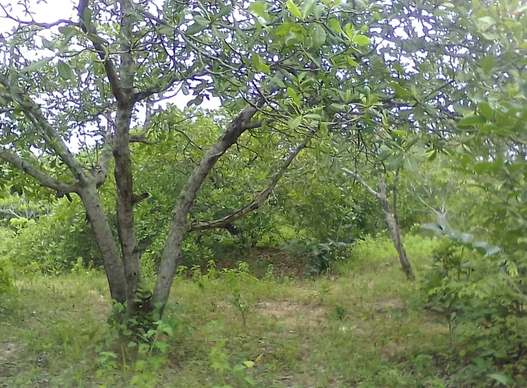 Domaine de 4ha à BABAROU 