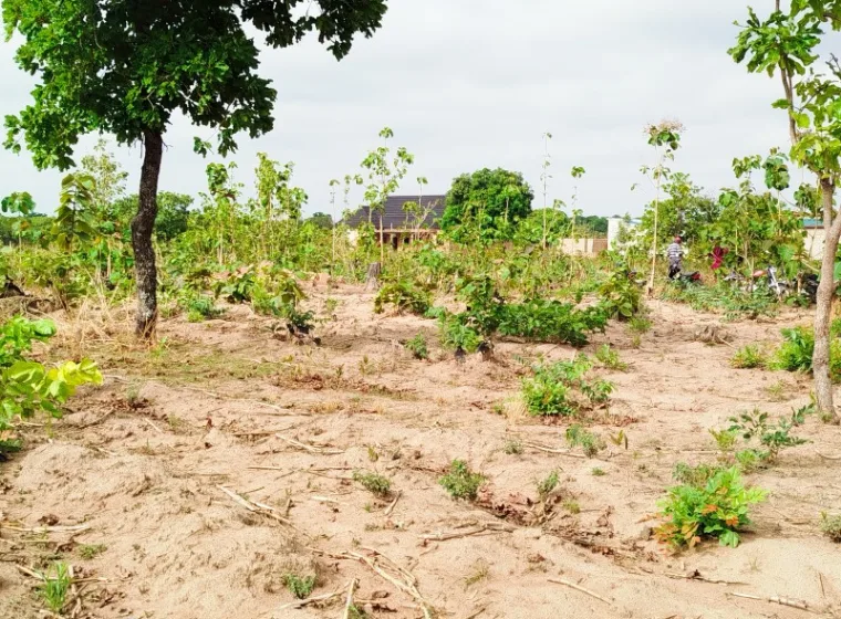 02 parcelles jumelées de 500m² chacune à PARAKOU 